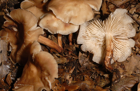 Spindelfüßiger Rübling (Gymnopus fusipes) - © Heinz Prelicz